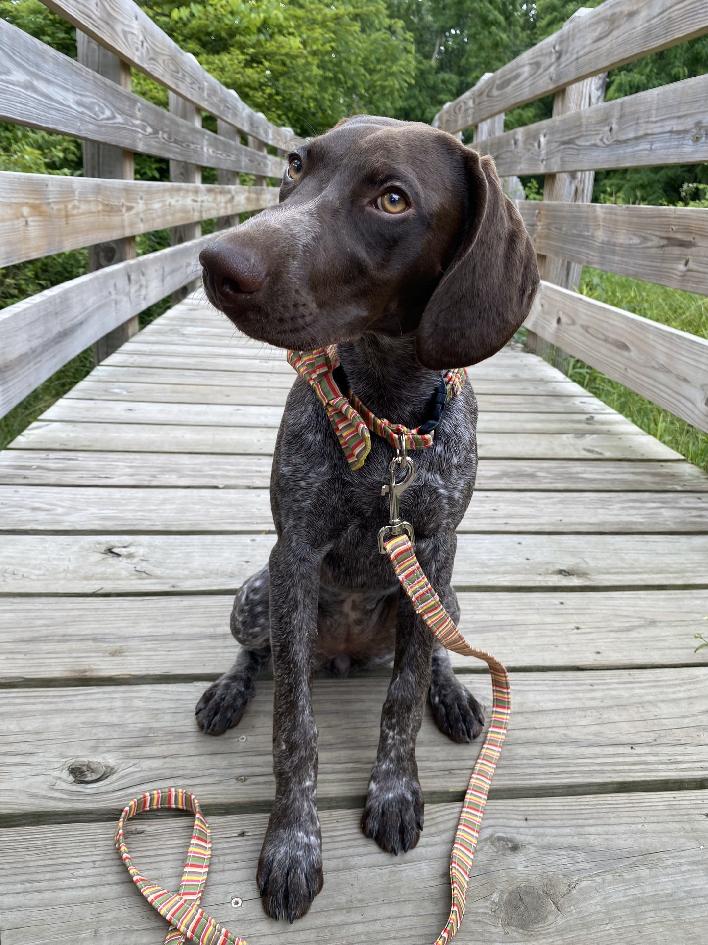 Candy Stripes Leash