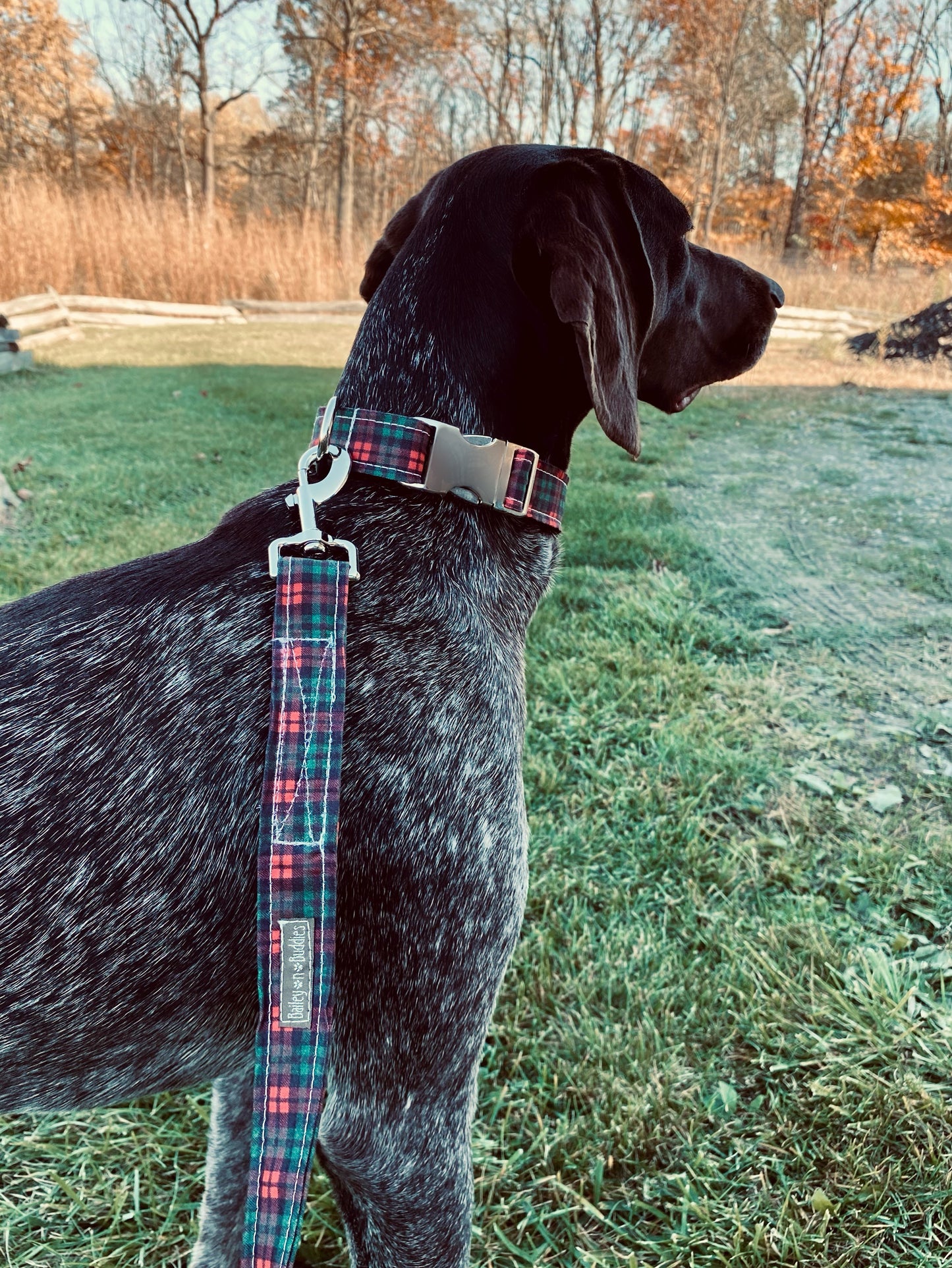 Cozy Nights Dog Collar