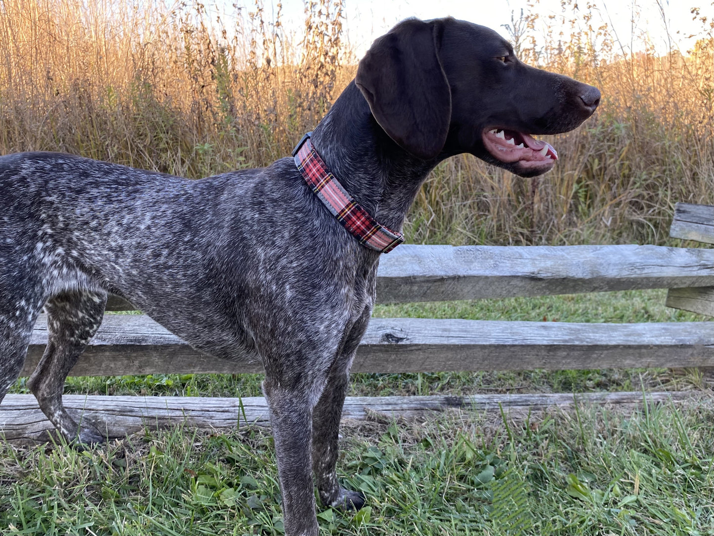 Fireside Dog Collar