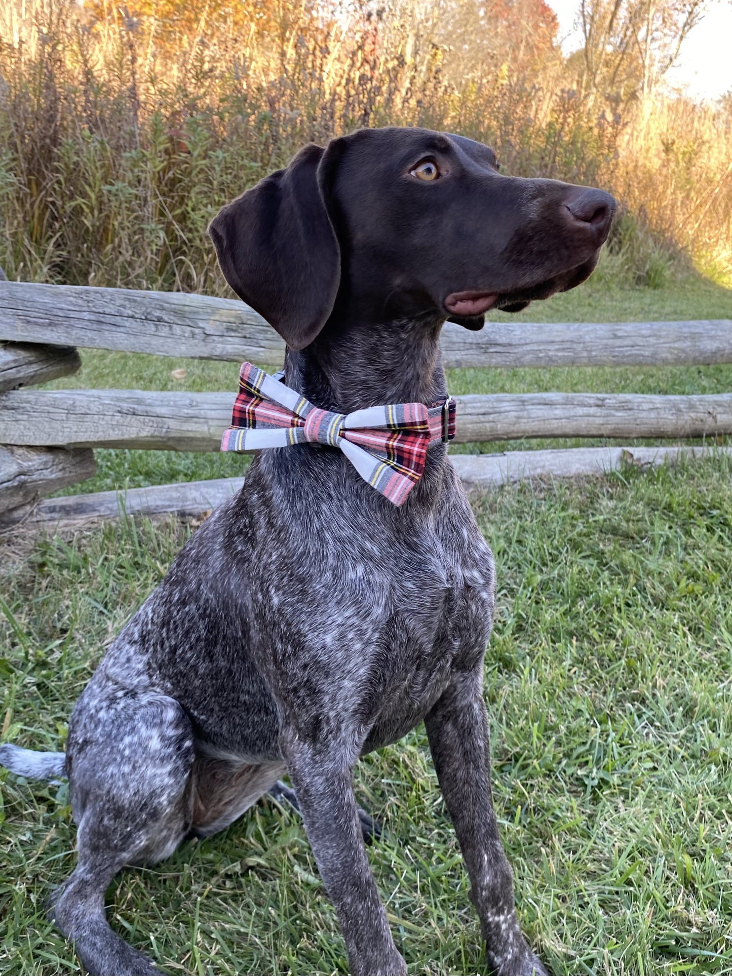 Fireside Interchangeable Bow Tie