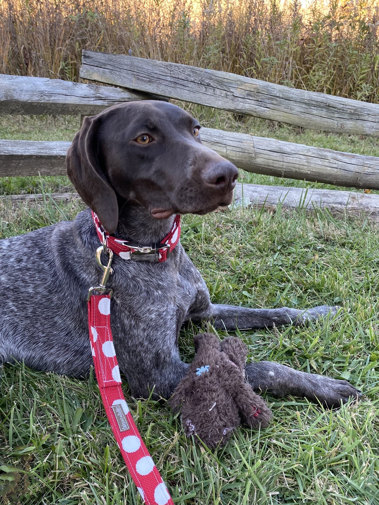 Snowballs Leash