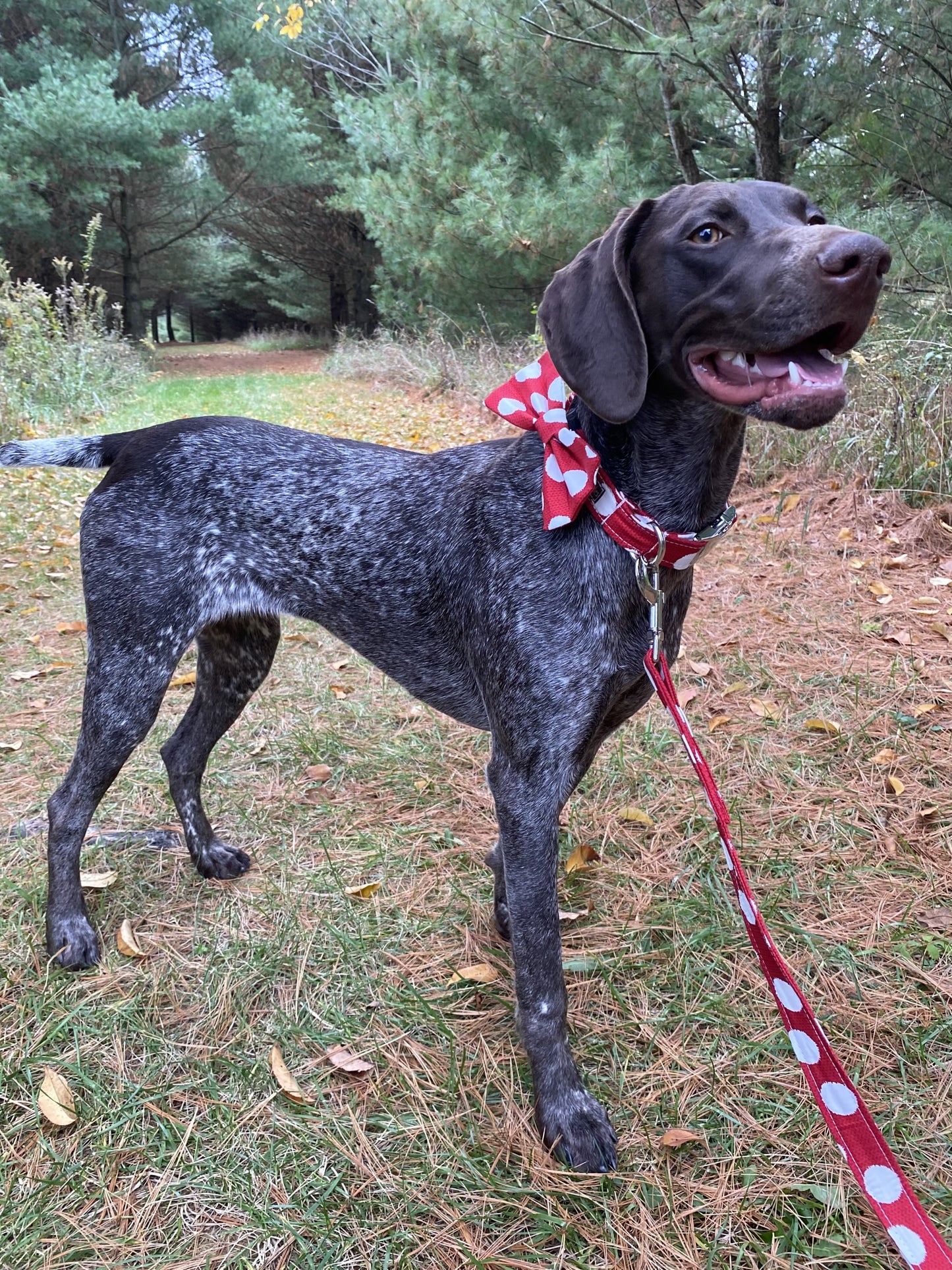 Snowballs Interchangeable Bow Tie