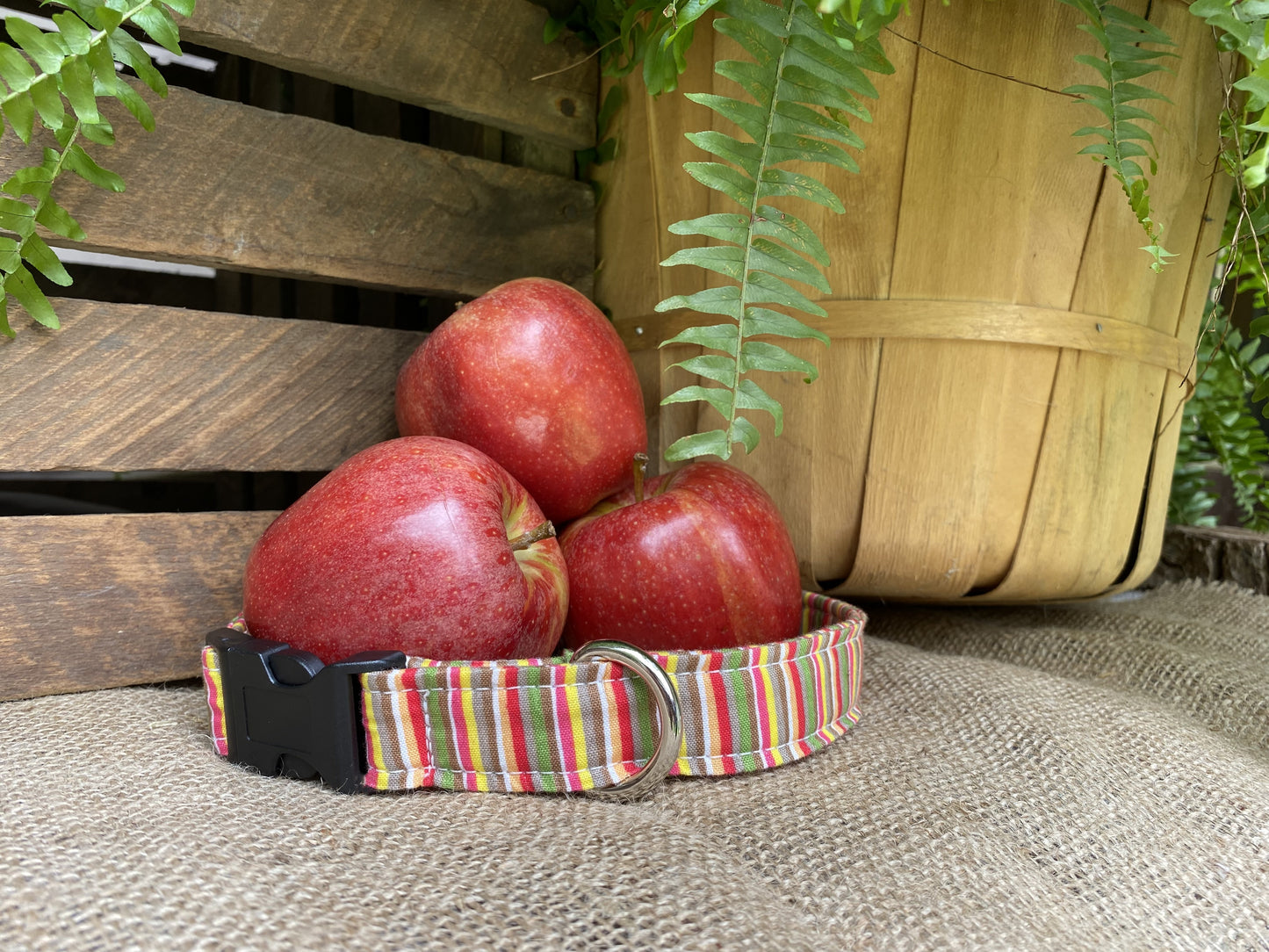 Candy Stripes Dog Collar
