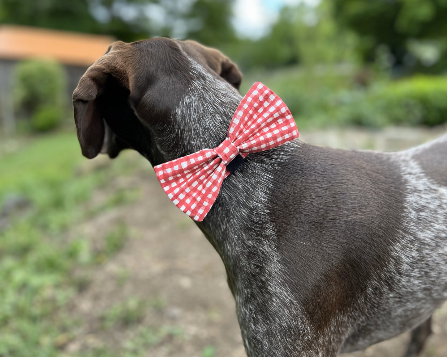 4th of July Interchangeable Bow Ties