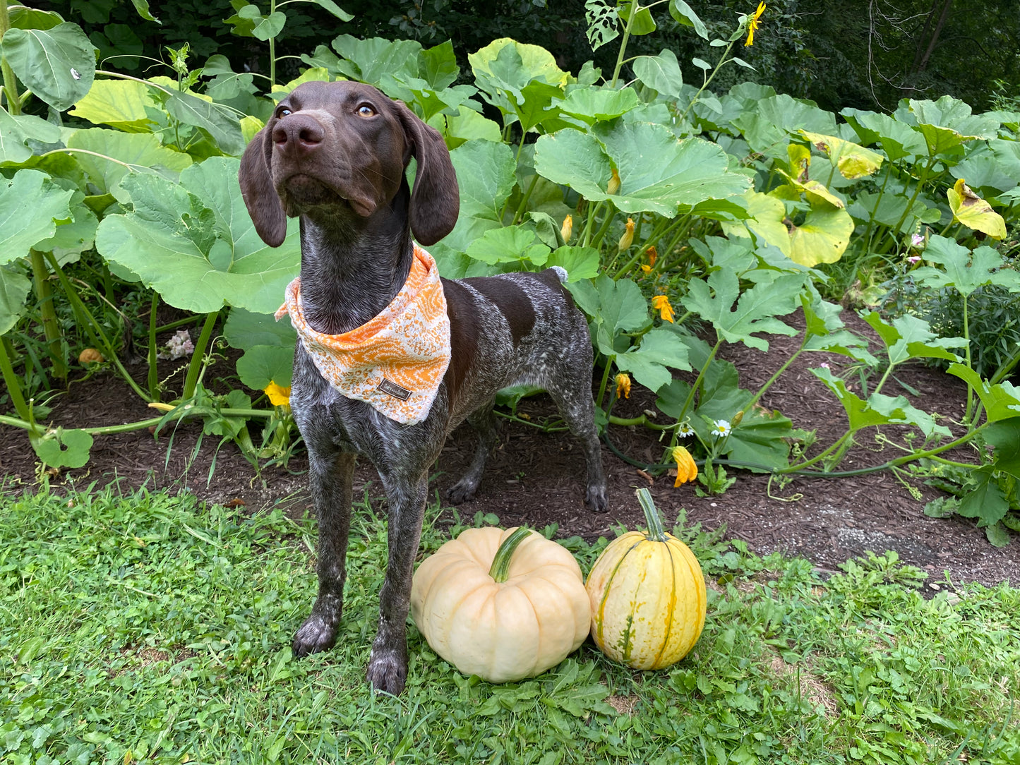 Pumpkin Patch Bandana