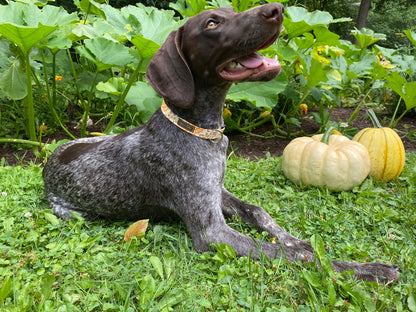 Pumpkin Patch Dog Collar